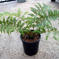 Cyathea Medullaris (Black Tree Fern)